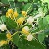 河南復方金銀花提取物 專業提取，匠心品質