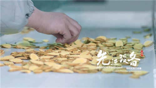 天芪生物科技賦能，子洲黃芪工業提取煥新傳承